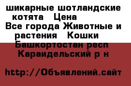 шикарные шотландские котята › Цена ­ 15 000 - Все города Животные и растения » Кошки   . Башкортостан респ.,Караидельский р-н